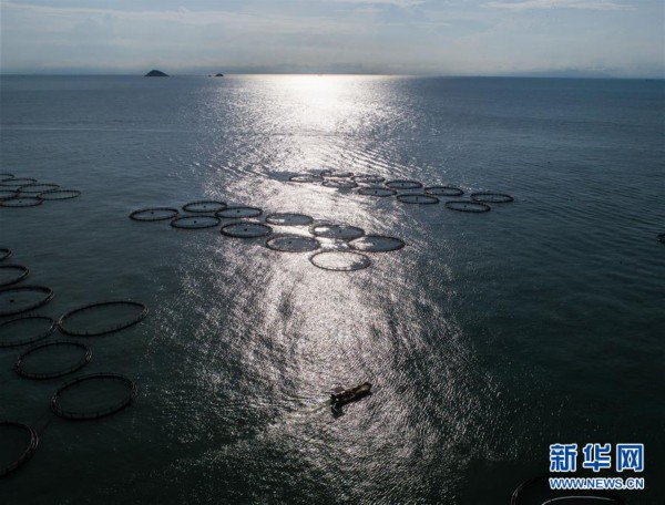東海“海上牧場”迎豐收 碧海藍(lán)天奏響漁歌